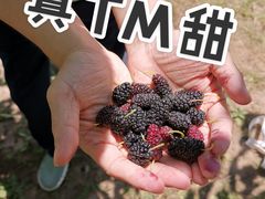 -御林古桑园