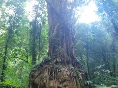 -莫里热带雨林景区