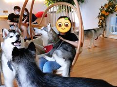 -Husky Go! 哈士奇体验馆·宠物咖啡厅狗咖