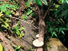 -呀诺达热带雨林