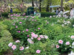 -洛阳市隋唐城遗址植物园