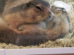 -酷以爬仙阁实体爬宠店·守宫·蜥蜴·专业繁育