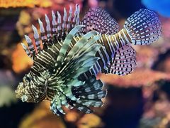 -上海海洋水族馆