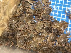 -半岛听涛蒸汽海鲜自助(K11店)
