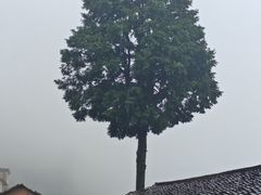 -杨家堂村