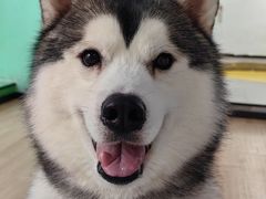 -Husky Go! 哈士奇体验馆·宠物咖啡厅狗咖