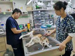 -爱侣宠医·鹦鹉专科·小型哺乳类·异宠专科(灵石路店)