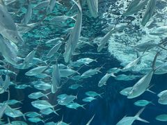 -上海海洋水族馆