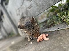 -羊楼洞