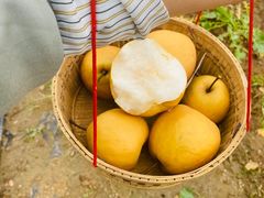 -大连北马山庄