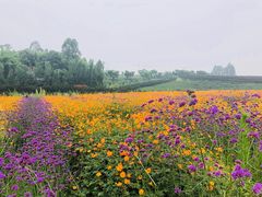 -紫颐香薰山谷景区