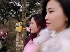 -香雪海