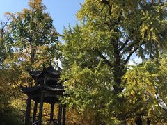 -千年银杏谷文化旅游区