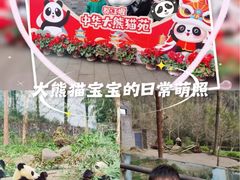 -都江堰中华大熊猫苑