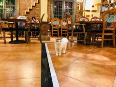 大堂-more than meow吴止猫主题餐厅(承德 中船汇店)