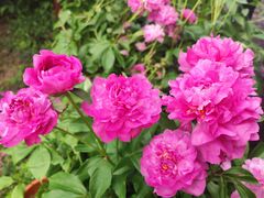 -广西壮族自治区药用植物园