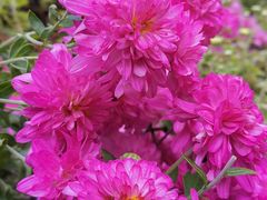 -四川大学(华西校区)