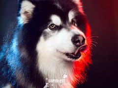 -超宠爱宠物摄影-Super pet