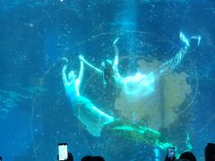 -海合安成都极地海洋公园