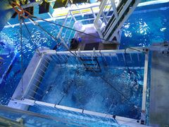 -迪拜水族馆及水下动物园