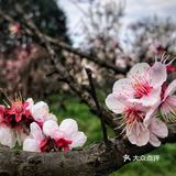 有韵味，难怪排花中四君子的首位