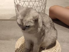 -猫儿山۰猫主题餐厅