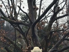 -都江堰中华大熊猫苑