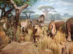 -陕西自然博物馆