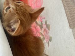 -纳吉亚猫专科动物医院博雅分院