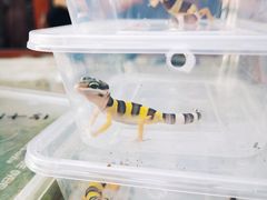 -华声天桥民俗文化园