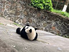 -都江堰中华大熊猫苑