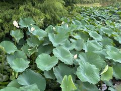 -白塘生态植物园