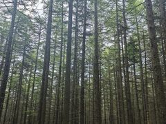 -芦芽山旅游度假区