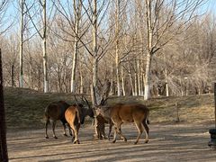 -北京野生动物园
