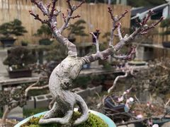 -龙大花卉苗木市场