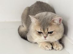 -天使宠物医院·犬猫分诊(彩虹店)