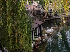 -济南大明湖景区