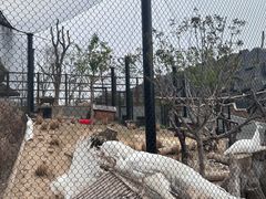 -武汉动物园
