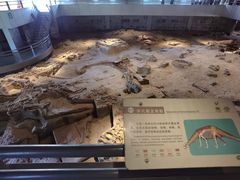 -自贡恐龙博物馆