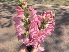 -厦门园林博览苑