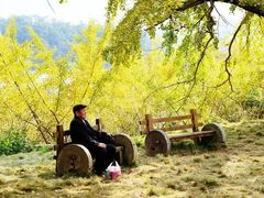 -千年银杏谷文化旅游区
