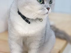 -李小姐の猫咖啡馆(五角场店)