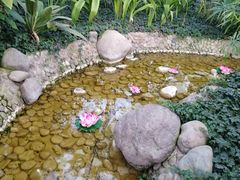 -南宫五洲植物乐园