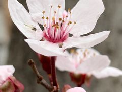 -海棠花溪(元大都城垣遗址公园)