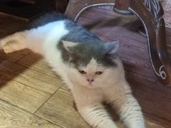 -more than meow吴止猫主题餐厅(承德 中船汇店)