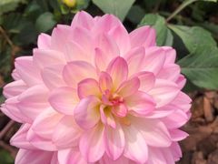 -深圳国际园林花卉博览园