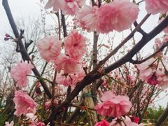 -天适樱花悠乐园