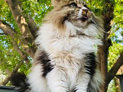 -旧雨咖啡·CoffeeFORU(黄村奥体店)