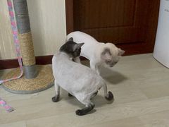 -哈尼爱宠·宠物生活会馆