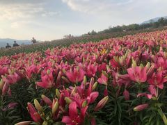 -径山花海